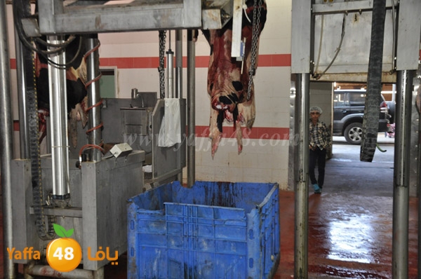 Jam3iya la7m3n (7).JPG